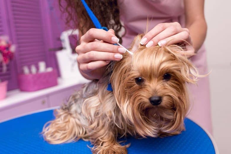 Parasite Cleansing for Pets: Safe & Effective Solutions for Pet Owners